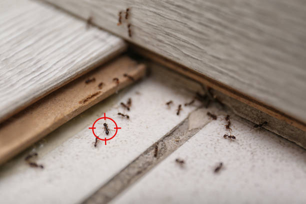 Wasp Removal Services in Westport, NC
